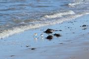 ../galleries/2022.09.11_Urlaub_Amrum_-_Tag_9_-_Nordspitze/DSC_4692.thumbnail.jpg