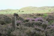 ../galleries/2022.09.12_Urlaub_Amrum_-_Tag_10_-_Spaziergang_Vogelkoje/DSC_4714.thumbnail.jpg