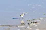 ../galleries/2022.09.13_Urlaub_Amrum_-_Tag_11_-_Nordspitze/DSC_4729.thumbnail.jpg