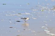 ../galleries/2022.09.13_Urlaub_Amrum_-_Tag_11_-_Nordspitze/DSC_4732.thumbnail.jpg