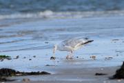 ../galleries/2022.09.13_Urlaub_Amrum_-_Tag_11_-_Nordspitze/DSC_4761.thumbnail.jpg