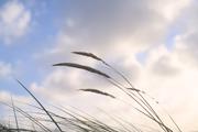 ../galleries/2022.09.16_Urlaub_Amrum_-_Tag_14_-_Nordspitze_und_Hochwasser/DSC_4858.thumbnail.jpg
