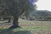 ../galleries/2022.10.16_Urlaub_Mallorca_-_Tag_2_-_Llevant_Rundwanderung/DSC_5064.thumbnail.jpg