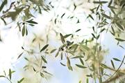 ../galleries/2022.10.19_Urlaub_Mallorca_-_Tag_5_-_Parc_Natural_de_s_Albufera_de_Mallorca/DSC_5113.thumbnail.jpg