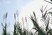 ../galleries/2022.10.19_Urlaub_Mallorca_-_Tag_5_-_Parc_Natural_de_s_Albufera_de_Mallorca/DSC_5129.thumbnail.jpg