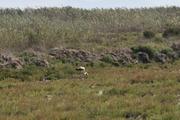 ../galleries/2022.10.19_Urlaub_Mallorca_-_Tag_5_-_Parc_Natural_de_s_Albufera_de_Mallorca/DSC_5140.thumbnail.jpg