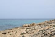 ../galleries/2022.10.20_Urlaub_Mallorca_-_Tag_6_-_Buchten_Llevant/DSC_5230.thumbnail.jpg