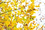 ../galleries/2022.11.01_Wanderung_Oberkochen_nach_Aalen/DSC_5349.thumbnail.jpg