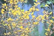 ../galleries/2022.11.01_Wanderung_Oberkochen_nach_Aalen/DSC_5354.thumbnail.jpg