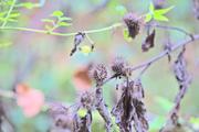 ../galleries/2022.11.01_Wanderung_Oberkochen_nach_Aalen/DSC_5356.thumbnail.jpg