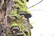 ../galleries/2022.11.01_Wanderung_Oberkochen_nach_Aalen/DSC_5361.thumbnail.jpg