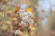 ../galleries/2022.11.01_Wanderung_Oberkochen_nach_Aalen/DSC_5374.thumbnail.jpg