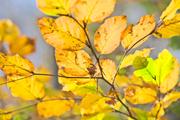 ../galleries/2022.11.01_Wanderung_Oberkochen_nach_Aalen/DSC_5381.thumbnail.jpg