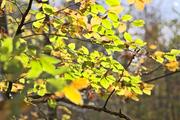 ../galleries/2022.11.01_Wanderung_Oberkochen_nach_Aalen/DSC_5388.thumbnail.jpg