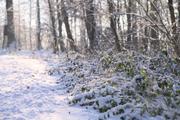 ../galleries/2022.12.17_Schneespaziergang/DSC_5552.thumbnail.jpg