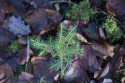 ../galleries/2022.12.24_Weihnachten_Niedernhausen/DSC_5613.thumbnail.jpg