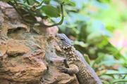 ../galleries/2023.02.25_Zoo_Wilhelma_Stuttgart/DSC_6190.thumbnail.jpg