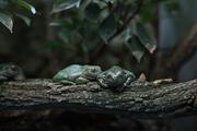 ../galleries/2023.02.25_Zoo_Wilhelma_Stuttgart/DSC_6199.thumbnail.jpg