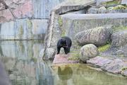 ../galleries/2023.02.25_Zoo_Wilhelma_Stuttgart/DSC_6214.thumbnail.jpg