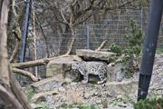 ../galleries/2023.02.25_Zoo_Wilhelma_Stuttgart/DSC_6235.thumbnail.jpg