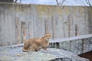 ../galleries/2023.02.25_Zoo_Wilhelma_Stuttgart/DSC_6249.thumbnail.jpg