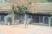 ../galleries/2023.02.25_Zoo_Wilhelma_Stuttgart/DSC_6264.thumbnail.jpg