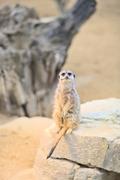 ../galleries/2023.02.25_Zoo_Wilhelma_Stuttgart/DSC_6265.thumbnail.jpg