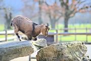 ../galleries/2023.02.25_Zoo_Wilhelma_Stuttgart/DSC_6279.thumbnail.jpg