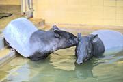 ../galleries/2023.02.25_Zoo_Wilhelma_Stuttgart/DSC_6286.thumbnail.jpg