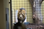 ../galleries/2023.02.25_Zoo_Wilhelma_Stuttgart/DSC_6288.thumbnail.jpg