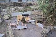 ../galleries/2023.02.25_Zoo_Wilhelma_Stuttgart/DSC_6297.thumbnail.jpg