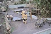 ../galleries/2023.02.25_Zoo_Wilhelma_Stuttgart/DSC_6298.thumbnail.jpg