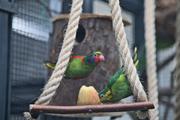 ../galleries/2023.02.25_Zoo_Wilhelma_Stuttgart/DSC_6314.thumbnail.jpg