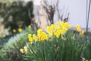../galleries/2023.04.09_Spaziergang_Niedernhausen/DSC_6397.thumbnail.jpg