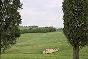 ../galleries/2023.05.01_Urlaub_Toskana_-_Tag_3_-_Olivenhain/DSC_6880.thumbnail.jpg