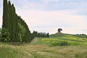 ../galleries/2023.05.01_Urlaub_Toskana_-_Tag_3_-_Olivenhain/DSC_6896.thumbnail.jpg