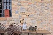 ../galleries/2023.05.02_Urlaub_Toskana_-_Tag_4_-_San_Gimignano/DSC_7168.thumbnail.jpg