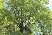../galleries/2023.05.18_Wanderung_Weiler_i.d.B./DSC_8352.thumbnail.jpg