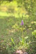 ../galleries/2023.05.18_Wanderung_Weiler_i.d.B./DSC_8354.thumbnail.jpg