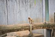 ../galleries/2023.08.05_Zoo_Wilhelma_Stuttgart/DSC_8512.thumbnail.jpg