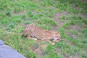 ../galleries/2023.08.05_Zoo_Wilhelma_Stuttgart/DSC_8562.thumbnail.jpg