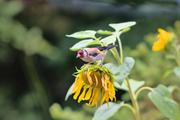 ../galleries/2023.08.12_Rothenburg_ob_der_Tauber/DSC_8670.thumbnail.jpg