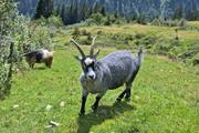 ../galleries/2023.08.20_Wanderung_Allgäu_Walmendingerhorn/DSC_8878.thumbnail.jpg