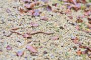 ../galleries/2023.10.29_Spaziergang_Tauchenweiler/DSC_9628.thumbnail.jpg