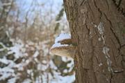 ../galleries/2023.12.02_Schlitten/DSC_9903.thumbnail.jpg