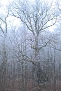 ../galleries/2024.01.13_Frost/DSC_0327.thumbnail.jpg
