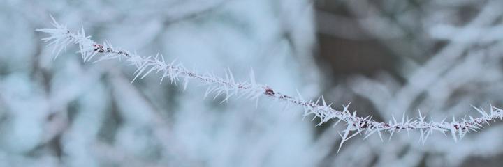 ../galleries/2024.01.13_Frost/DSC_0342.thumbnail.jpg