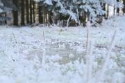 ../galleries/2024.01.14_Frost/DSC_0356.thumbnail.jpg