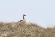 ../galleries/2024.03.12_Urlaub_Amrum_-_Tag_3_-_Leuchtturm_und_Wriakhörnsee/DSC_0896.thumbnail.jpg