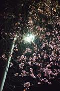 ../galleries/2025.03.25_Blüten_in_der_Nacht/DSC_4848.thumbnail.jpg